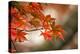 Red Japanese Maple Leaves in Fall-Sheila Haddad-Premier Image Canvas