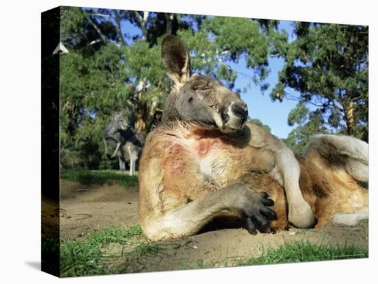 Red Kangaroo, Macropus Rufus, Cleland Wildlife Park, South Australia, Australia-Ann & Steve Toon-Premier Image Canvas