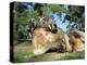 Red Kangaroo, Macropus Rufus, Cleland Wildlife Park, South Australia, Australia-Ann & Steve Toon-Premier Image Canvas