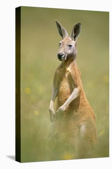 Red Kangaroo-null-Premier Image Canvas