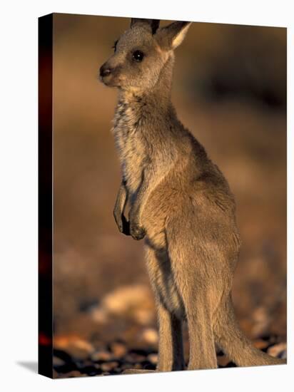 Red Kangaroos Joey, New South Wales, Australia-Theo Allofs-Premier Image Canvas