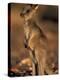 Red Kangaroos Joey, New South Wales, Australia-Theo Allofs-Premier Image Canvas