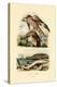 Red Kite, 1833-39-null-Premier Image Canvas