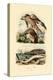 Red Kite, 1833-39-null-Premier Image Canvas