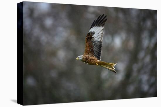 Red Kite, a Bird of Prey, Gigrin, Wales, United Kingdom, Europe-Janette Hill-Premier Image Canvas
