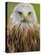 Red Kite, Iucn Red List of Endangered Species Captive, France-Eric Baccega-Premier Image Canvas