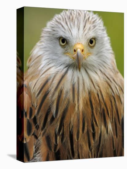 Red Kite, Iucn Red List of Endangered Species Captive, France-Eric Baccega-Premier Image Canvas