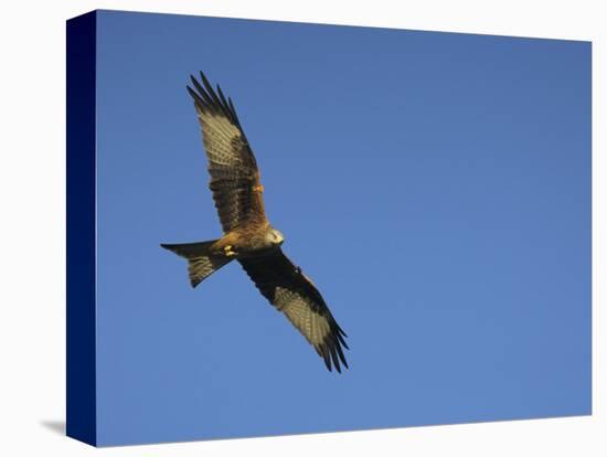 Red Kite (Milvus Milvus) in Flight with Wing Tags, Gigrin Farm, Rhayader, Wales, United Kingdom-Ann & Steve Toon-Premier Image Canvas