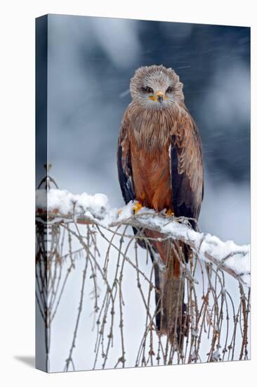 Red Kite, Milvus Milvus, Sitting on the Branch with Snow Winter. First Snow with Bird. Winter with-Ondrej Prosicky-Premier Image Canvas