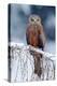 Red Kite, Milvus Milvus, Sitting on the Branch with Snow Winter. First Snow with Bird. Winter with-Ondrej Prosicky-Premier Image Canvas