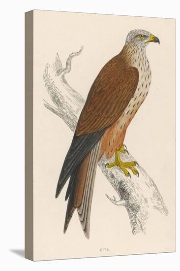 Red Kite-Reverend Francis O. Morris-Stretched Canvas