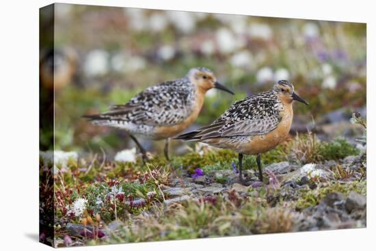 Red Knots on the Arctic Tundra-Ken Archer-Premier Image Canvas
