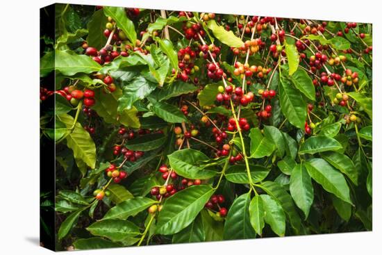 Red Kona Coffee Cherries on the Vine, Captain Cook, the Big Island, Hawaii, Usa-Russ Bishop-Premier Image Canvas