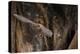 Red Leaf-Nosed Bat-Joe McDonald-Premier Image Canvas