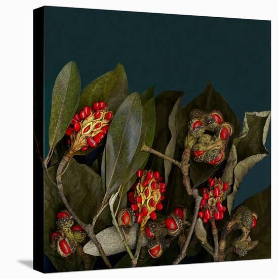 Red Leaves Magnolia Fruits-null-Stretched Canvas