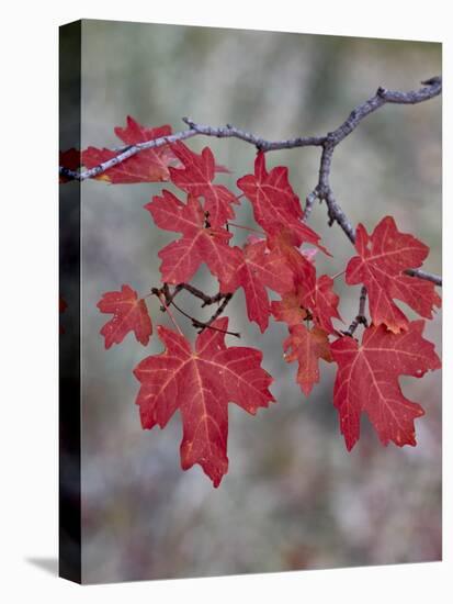 Red Leaves on a Big Tooth Maple Branch in the Fall-James Hager-Premier Image Canvas