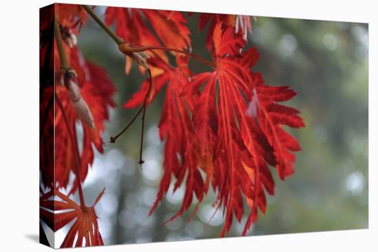 Red Leaves-Brian Moore-Premier Image Canvas