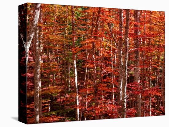 Red leaves-Marco Carmassi-Premier Image Canvas