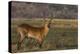 Red lechwe (Kobus leche), Chobe National Park, Botswana-Ann and Steve Toon-Premier Image Canvas