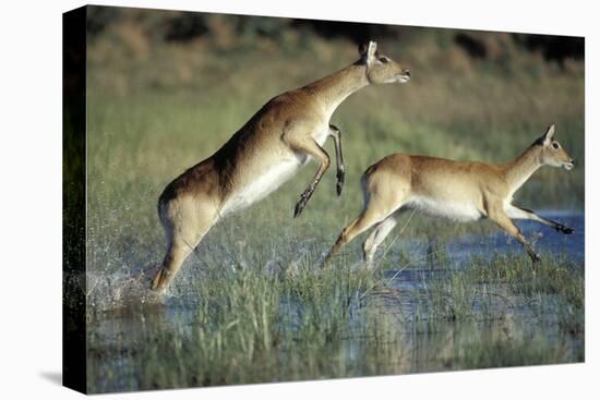Red Lechwe Pair Running and Jumping in Swamp (Kobus Leche). Khwai River, Moremi Gr, Botswana-Christophe Courteau-Premier Image Canvas