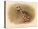 Red-Legged Partridge (Caccabus rufa), 1900, (1900)-Charles Whymper-Premier Image Canvas