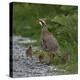 Red-legged partridge with chicks, Vendee, France, June-Loic Poidevin-Premier Image Canvas