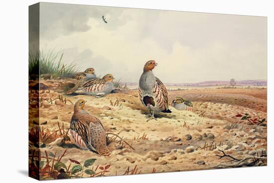 Red-Legged Partridge-Carl Donner-Premier Image Canvas