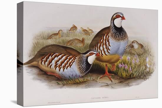 Red Legged Partridges (Caccabis Rubra)-John Gould-Premier Image Canvas