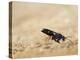 Red legged spider wasp digging nesting tunnel in sand, UK-Andy Sands-Premier Image Canvas