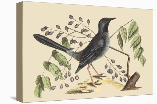 Red Legged Thrush-Mark Catesby-Stretched Canvas