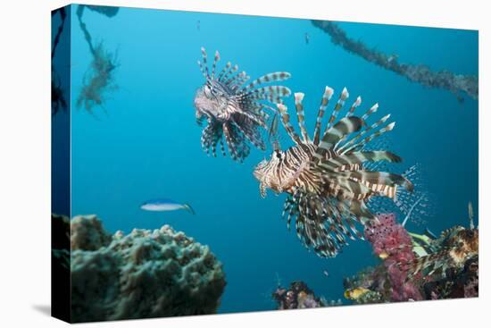 Red Lion Fish in the Mbike Wreck, Pterois Volitans, Florida Islands, the Solomon Islands-Reinhard Dirscherl-Premier Image Canvas