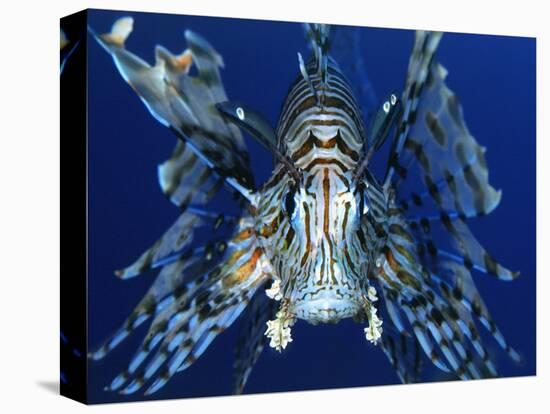 Red Lionfish-Bill Varie-Premier Image Canvas