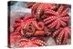 Red Live Octopus at Tsukiji Fish Market, Tokyo, Japan-javarman-Premier Image Canvas