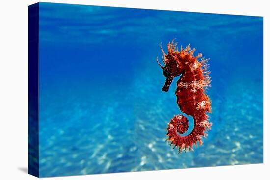 Red Long-Snouted Seahorse - Hippocampus Guttulatus-vojce-Premier Image Canvas