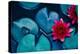 Red Lotus Water Lily Blooming on Water Surface and Dark Blue Leaves Toned, Purity Nature Background-null-Premier Image Canvas