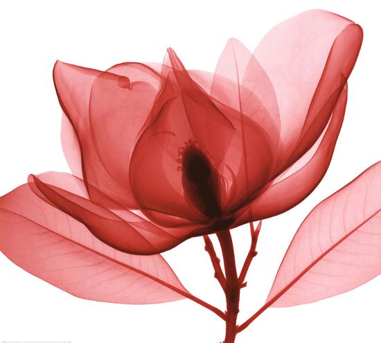 Red Magnolia I-Steven N. Meyers-Stretched Canvas