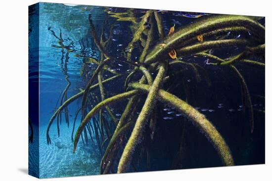 Red Mangrove (Rhizophora Mangle) in Sinkhole-Claudio Contreras-Premier Image Canvas