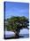 Red Mangrove, Turtle Key, 10,000 Islands, Everglades, Florida, USA-Connie Bransilver-Premier Image Canvas