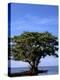 Red Mangrove, Turtle Key, 10,000 Islands, Everglades, Florida, USA-Connie Bransilver-Premier Image Canvas
