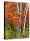 Red Maple and Birch Trees-James Randklev-Premier Image Canvas