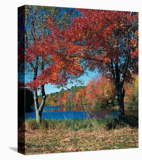 Red Maple In Autumn-null-Stretched Canvas