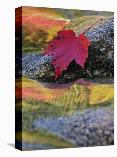 Red Maple Leaf on Rock in Swift River, White Mountain National Forest, New Hampshire, USA-Adam Jones-Premier Image Canvas