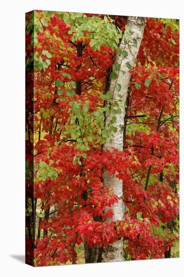 Red maple leaves in autumn and white birch tree trunk, Michigan.-Adam Jones-Premier Image Canvas