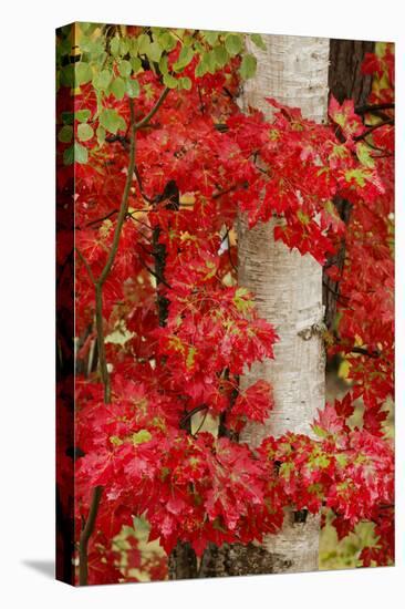 Red Maple Leaves in Autumn and White Birch Tree Trunk, Upper Peninsula of Michigan-Adam Jones-Premier Image Canvas