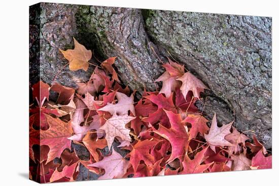Red maple leaves, Massachusetts, USA.-Lisa Engelbrecht-Premier Image Canvas