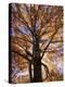 Red Maple Tree, Kentucky, USA-Adam Jones-Premier Image Canvas