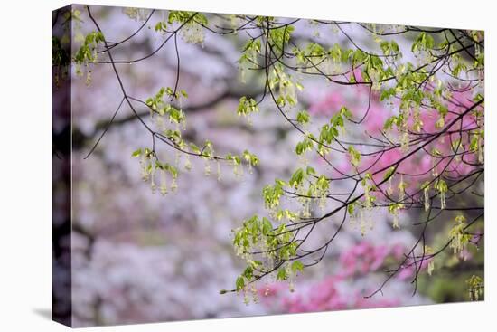 Red maple with whirlybird seeds, Kentucky-Adam Jones-Premier Image Canvas