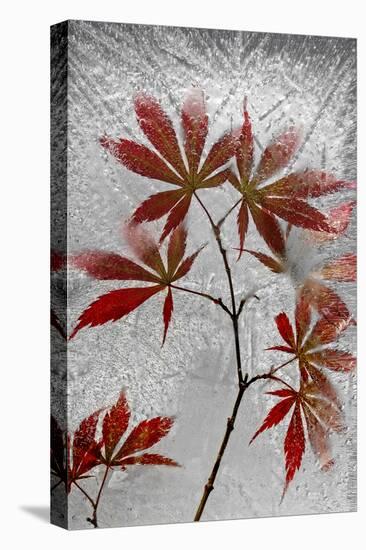 Red Maple-Secundino Losada-Premier Image Canvas