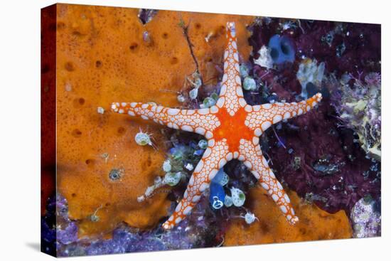 Red Mesh Starfish, Fromia Monilis, Ambon, the Moluccas, Indonesia-Reinhard Dirscherl-Premier Image Canvas