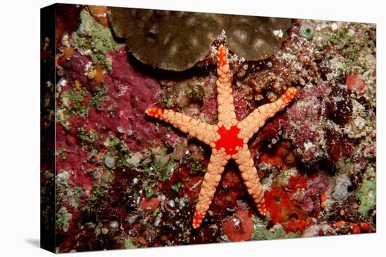 Red-Mesh Starfish (Fromia Monilis), Indian Ocean.-Reinhard Dirscherl-Premier Image Canvas